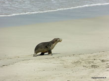 Lion de mer - Australie